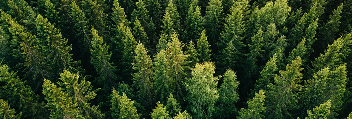 Overhead shot of an evergreen forest